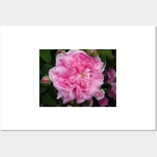 Pink Rose Photo - Vintage Posters and Art